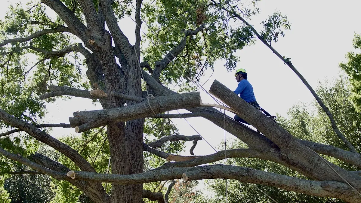 Professional Hazardous Tree Removal performed by certified arborists in North Spring